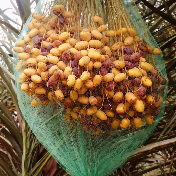 کیسه توری راشل محافظ خوشه خرما (ضد زنبور و باران)